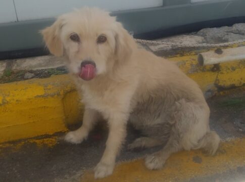 Ηράκλειο: Εγκατέλειψε το σκυλάκι του λίγο πριν επιβιβαστεί στο πλοίο