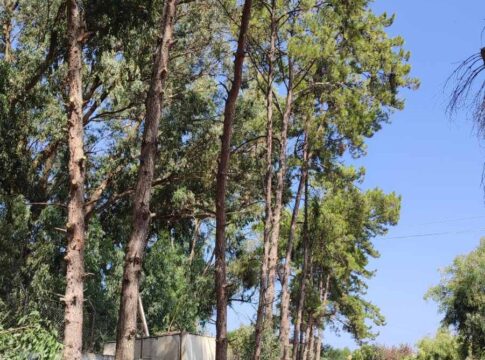 Ηράκλειο: Εργασίες κλαδεύσεων και περιποίησης πρασίνου στη δενδροστοιχία των πεύκων στις Τρεις Βαγιές