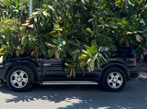 Ηράκλειο: Μεγάλο κλαδί δέντρου έπεσε πάνω σε αυτοκίνητο