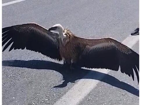Ηράκλειο: Όρνιο «προσγειώθηκε» στη μέση του δρόμου
