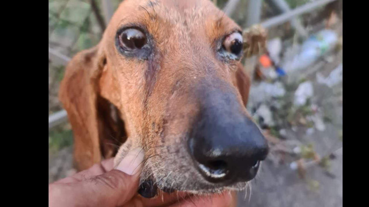 Κρέστενα: Έδεσαν τυφλό σκυλάκι και το πέταξαν σε ποτάμι