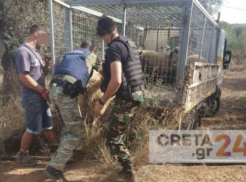 Κρήτη: Μετέφεραν εκατοντάδες αρνιά χωρίς ενώτια και συνελήφθησαν