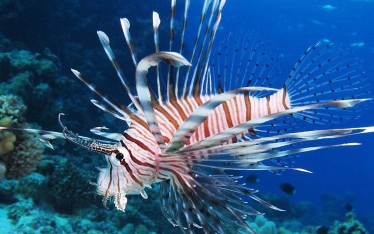 Κρήτη: Στο Νοσοκομείο 53χρονος που τον τρύπησε αγκάθι λεοντόψαρου