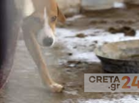 Κρήτη: Βρήκαν τα σκυλιά αλλά όχι τα βιβλιάριά τους – Πέρασαν χειροπέδες στον ιδιοκτήτη των ζώων οι αστυνομικοί