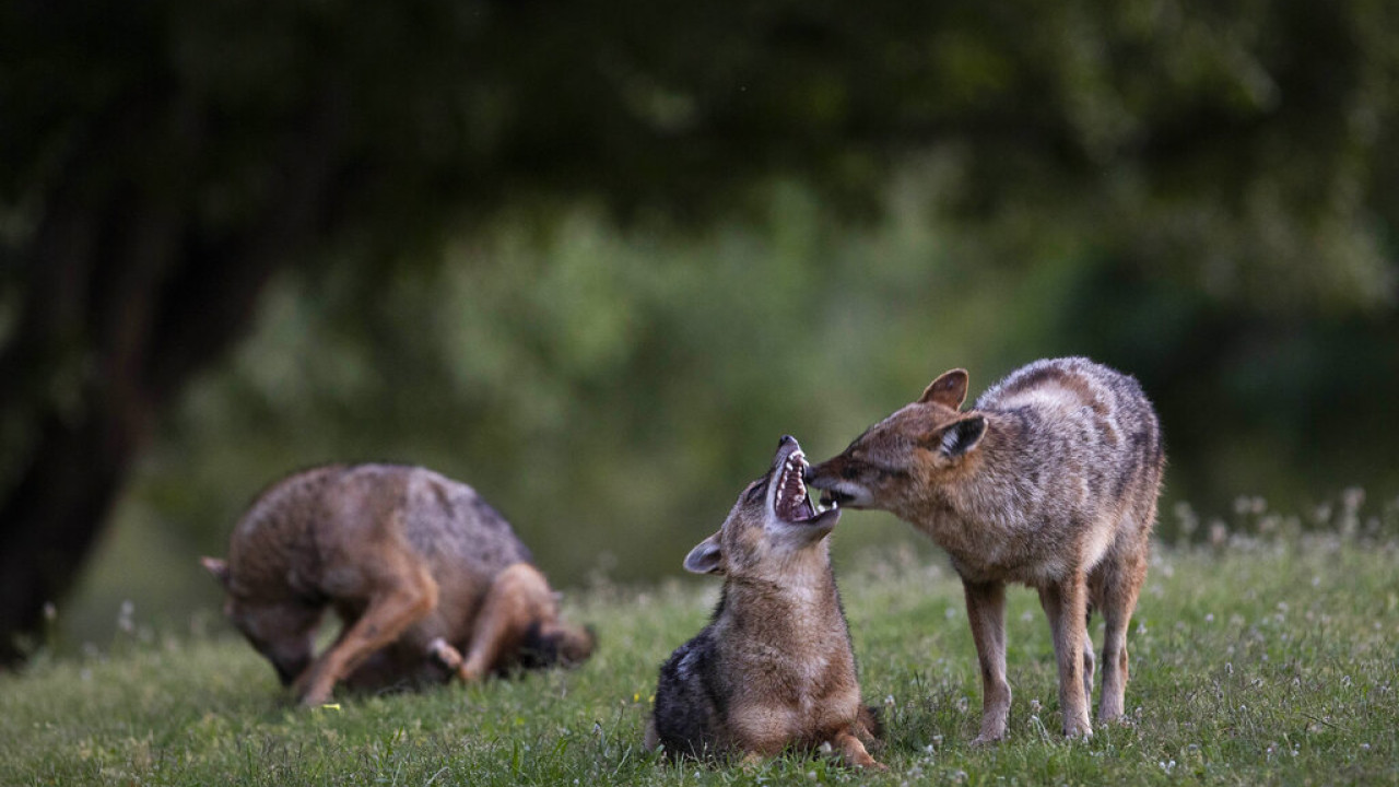 Κτηνωδία στη Μεσσηνία: Κρέμασαν τσακάλια σε πινακίδες κυκλοφορίας (Βίντεο)