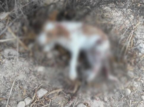 Κτηνωδία στο Ηράκλειο – Πατέρας και γιος πυροβόλησαν κουτάβια