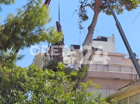 Νέα αίτηση διακοπής της κοπής των δέντρων από τους πολίτες που αντιδρούν