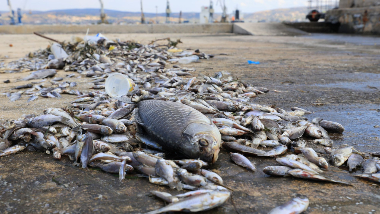 Νεκρά ψάρια σε παραλίες της Mαγνησίας: Υποστολή της Γαλάζιας Σημαίας