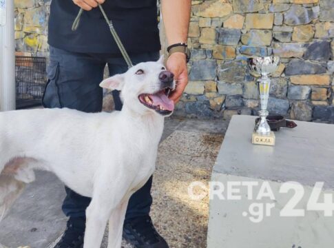 Πλήθος κόσμου στην έκθεση αναγνώρισης και μορφολογίας Κρητικών Λαγωνικών