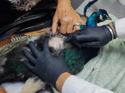 Πυροβολισμός παγωνιού στην Κνωσό: «Διαπιστώσαμε με έκπληξη ότι φέρει δύο βολίδες από αεροβόλο όπλο και ένα σκάγι»