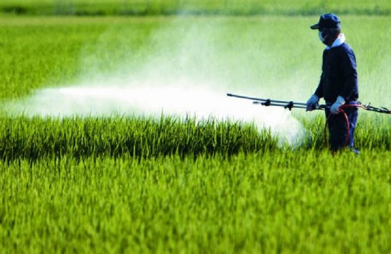 Ρέθυμνο: Τέταρτος γενικός δολωματικός ψεκασμός για την προστασία του ελαιοκάρπου