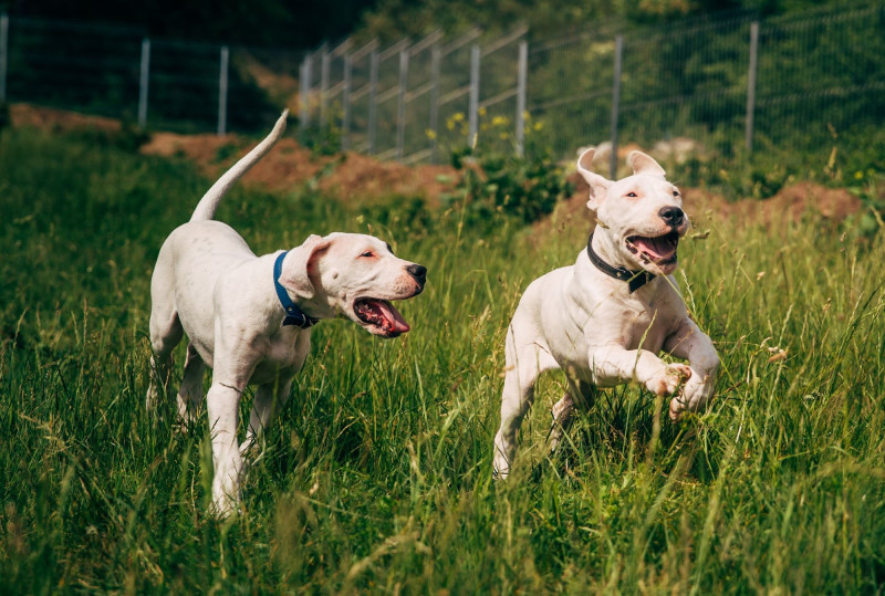 dogo argentino