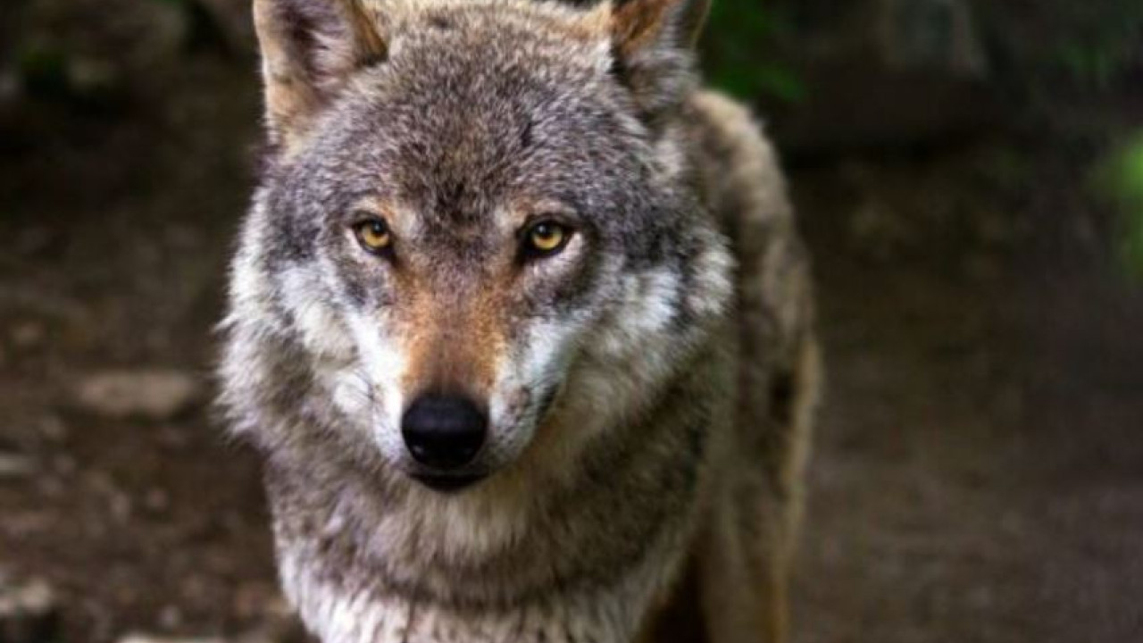 SOS από 20 ελληνικές περιβαλλοντικές οργανώσεις για την προστασία του λύκου