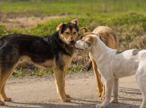 Επιχειρησιακό πρόγραμμα για τα αδέσποτα ζώα συντροφιάς από το Δήμο Χερσονήσου