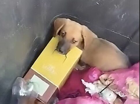 Hράκλειο: Πέταξαν κουτάβια στα σκουπίδια