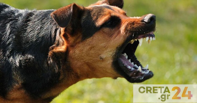 Ηράκλειο: Ανάστατοι οι γονείς για επιθέσεις σκύλων έξω από σχολείο – Έκκληση στο δήμο