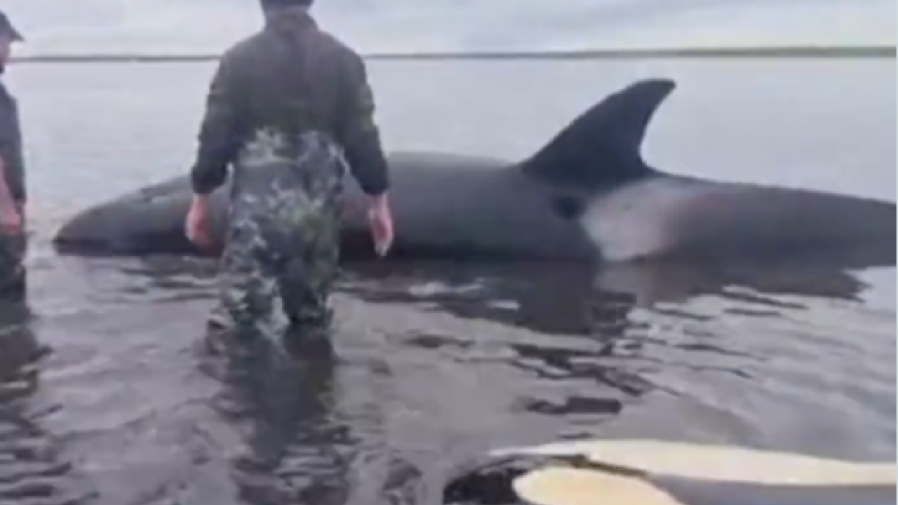 Καμκάτσκα: Βίντεο από διάσωση οικογένειας από Όρκες που παγιδεύτηκαν