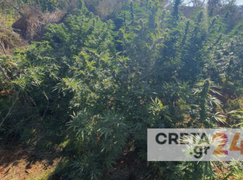 Κρήτη: Εντόπισαν φυτεία με περισσότερα από 200 δενδρύλλια κάνναβης – Αναζητούνται οι καλλιεργητές