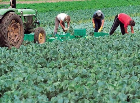 SOS από τους αγρότες της Κρήτης και της Μεσσηνίας για τις παράνομες ελληνοποιήσεις αγροτικών προϊόντων – Επιστολή σε Τσιάρα