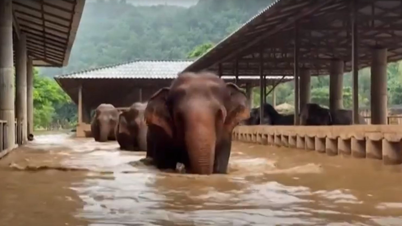 Ταϊλάνδη:100 ελέφαντες εκκενώνουν για να γλιτώσουν από τις πλημμύρες (βίντεο)