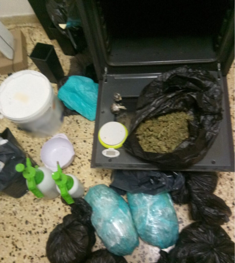 φυτώριο κάνναβης