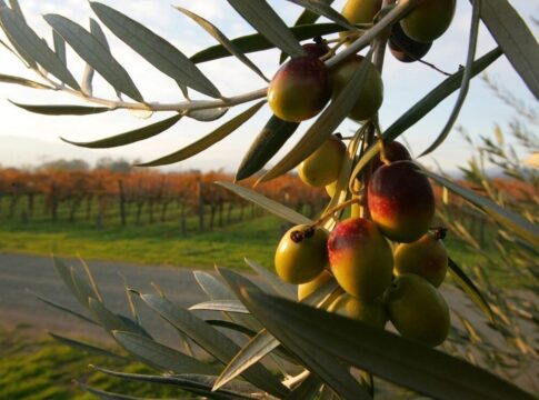 Xανιά: Ενημερωτικές εκδηλώσεις για τη βελτίωση της ποιότητας του Εξαιρετικού Παρθένου Ελαιόλαδου «Κρήτη»