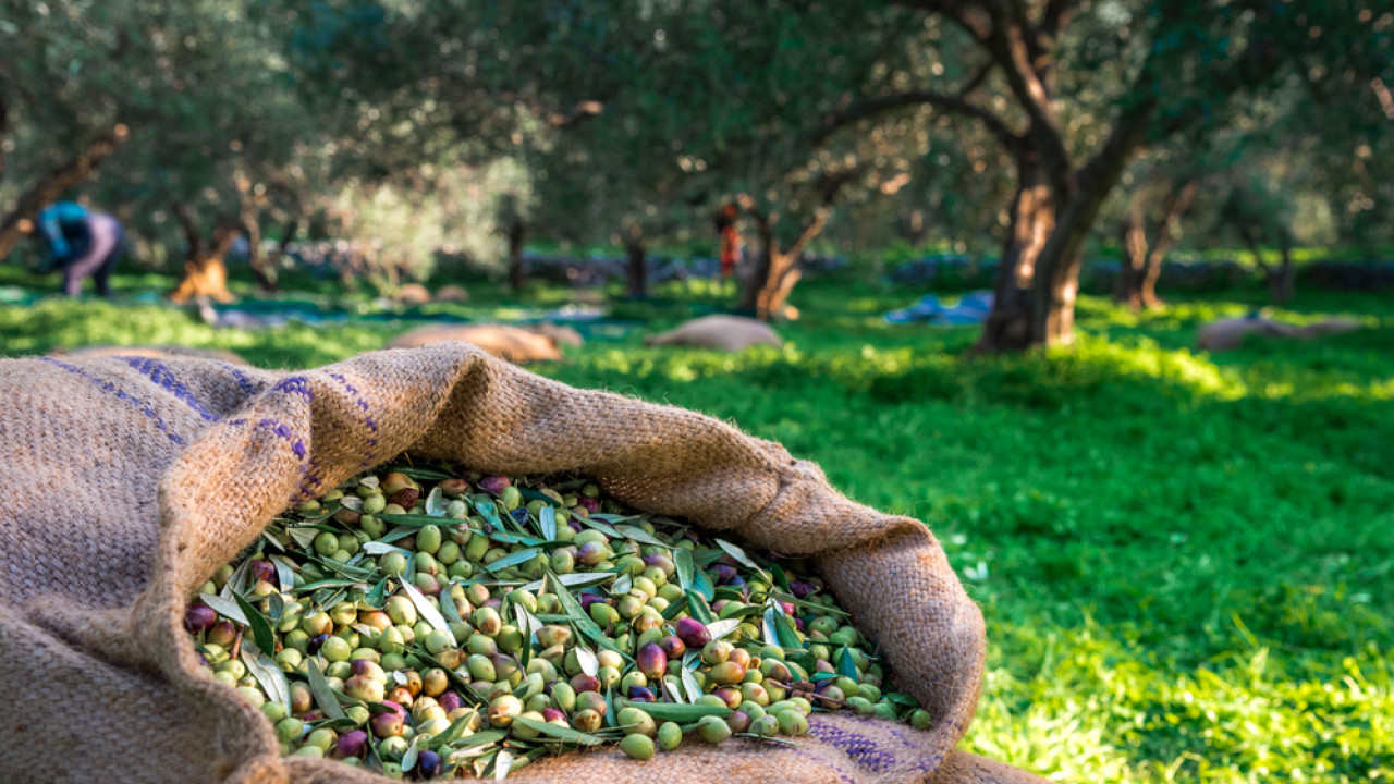 Αχαΐα: Η ανοβρία πλήττει τους ελαιώνες