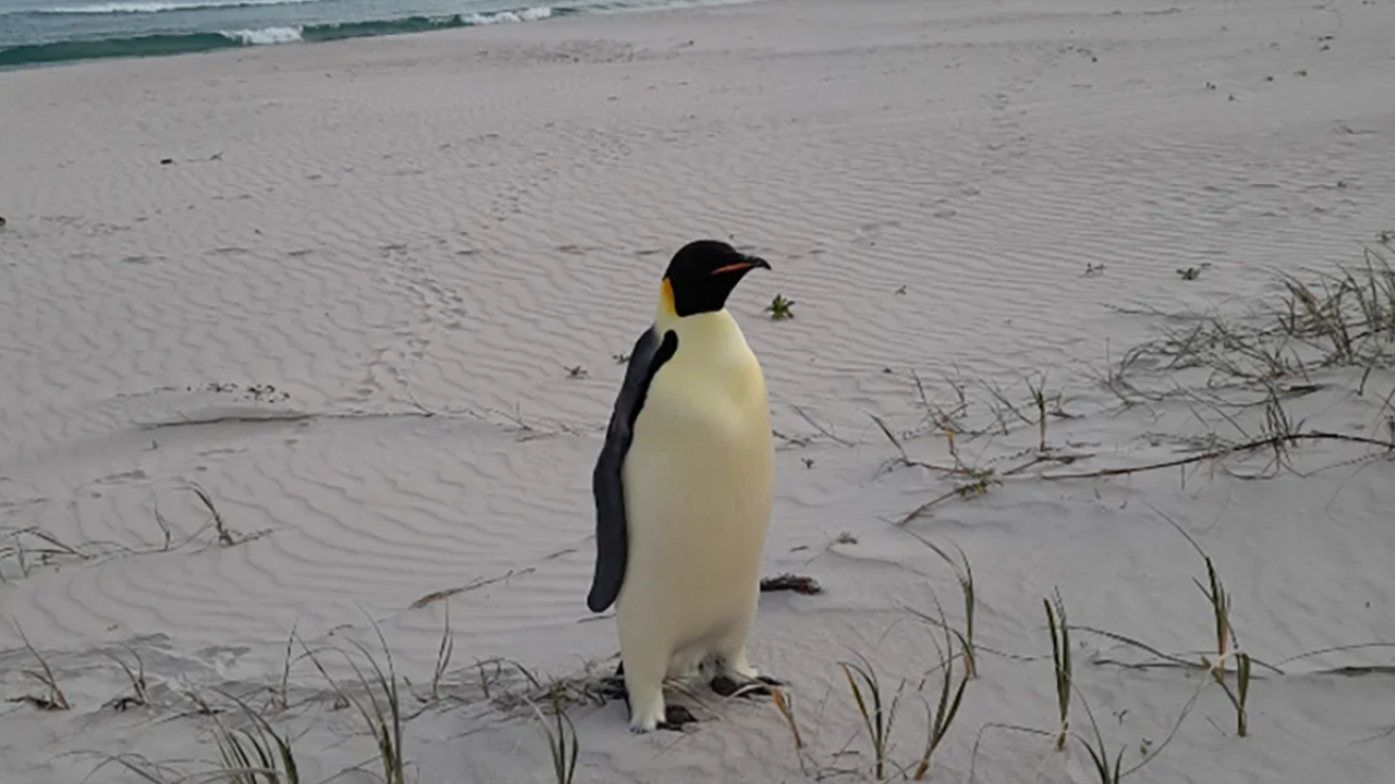 Αυτοκρατορικός πιγκουίνος έφτασε κατά λάθος σε παραλία της Αυστραλίας