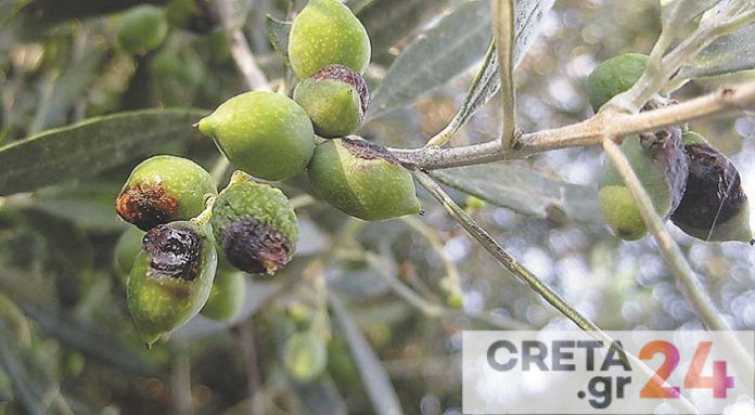 Χανιά: Ολοκληρώθηκαν οι δολωματικοί ψεκασμοί για την καταπολέμηση του δάκου