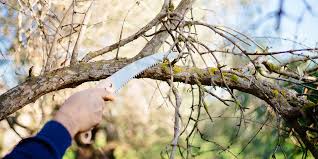 Εργασίες κλαδέματος στο Δήμο Χανίων