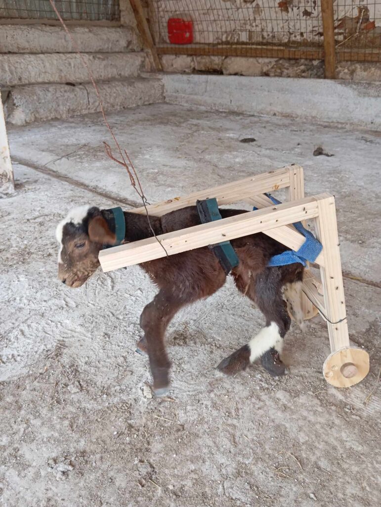 Χανιά – Φυλακές Αγιάς: Κρατούμενοι βοήθησαν ένα ανάπηρο αρνάκι να περπατήσει