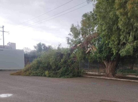 Ηράκλειο: Μεγάλο κλαδί δέντρου έπεσε στην αυλή δημοτικού σχολείου