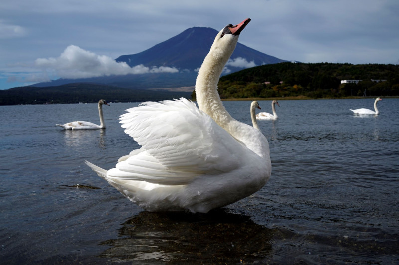 Κλιματική αλλαγή: Χωρίς χιόνι, Νοέμβρη μήνα, το όρος Φούτζι