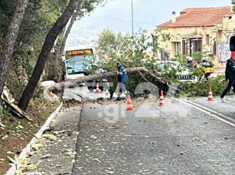 Κρήτη: Κλαδί δέντρου έπεσε στη μέση του δρόμου – «Άγιο» είχαν διερχόμενοι οδηγοί