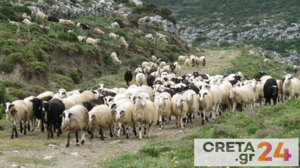Κρήτη: Τρεις συλλήψεις για όπλα και ζωοκλοπή