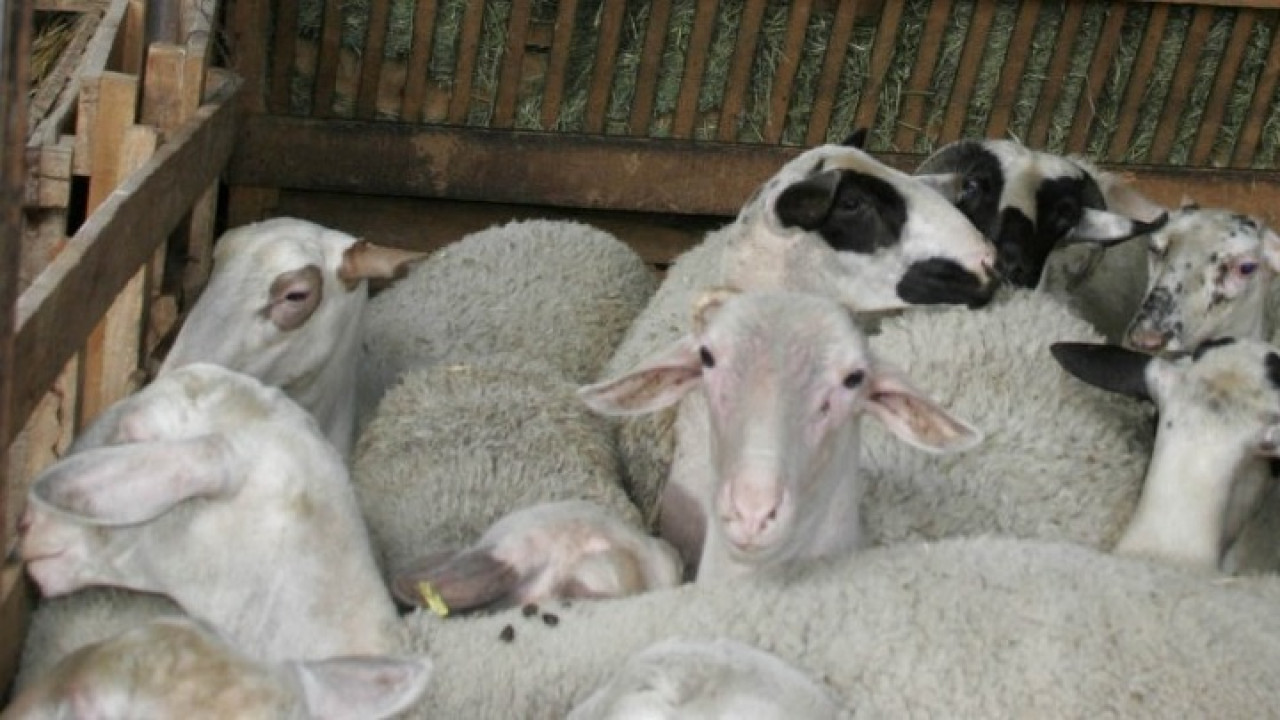 Μαγνησία: Εισαγγελική παρέμβαση για τα κρούσματα ευλογιάς