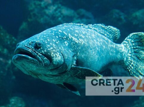 Π. Καθάριος για νεκρά ψάρια: Η ασθένεια είναι γνωστή αλλά οι θάνατοι πολύ περισσότεροι