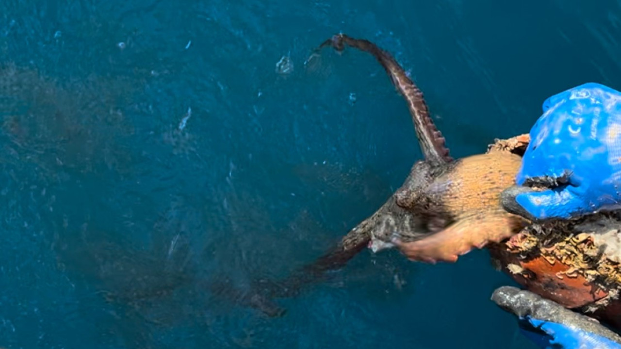 Θεσσαλονίκη: Απελευθέρωση 571 χταποδιών από παράνομες παγίδες στο Πόρτο Λάγος