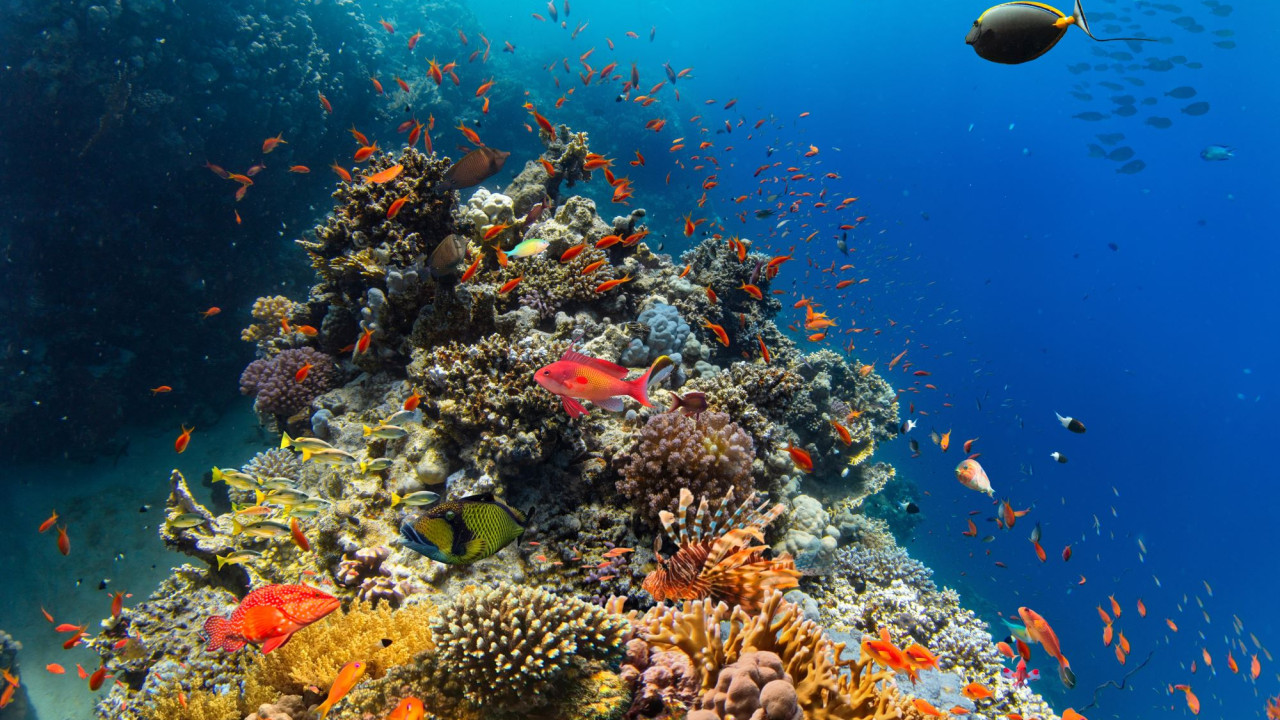 Το μεγαλύτερο κοράλλι του κόσμου ανακαλύθφηκε στον Ειρηνικό