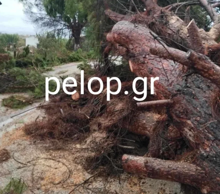 Αχαΐα - Κακοκαιρία «Bora»: Ξεριζώθηκαν δέντρα από τους ισχυρούς ανέμους - Φωτογραφίες