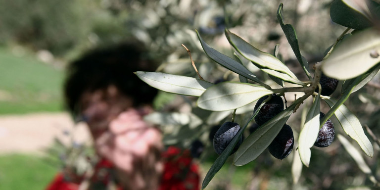 «Αγρότης της Χρονιάς»: Βραβείο Συλλογικής Προσπάθειας στον Αγροτικό Συνεταιρισμό Ελαιοπαραγωγών Αστερουσίων