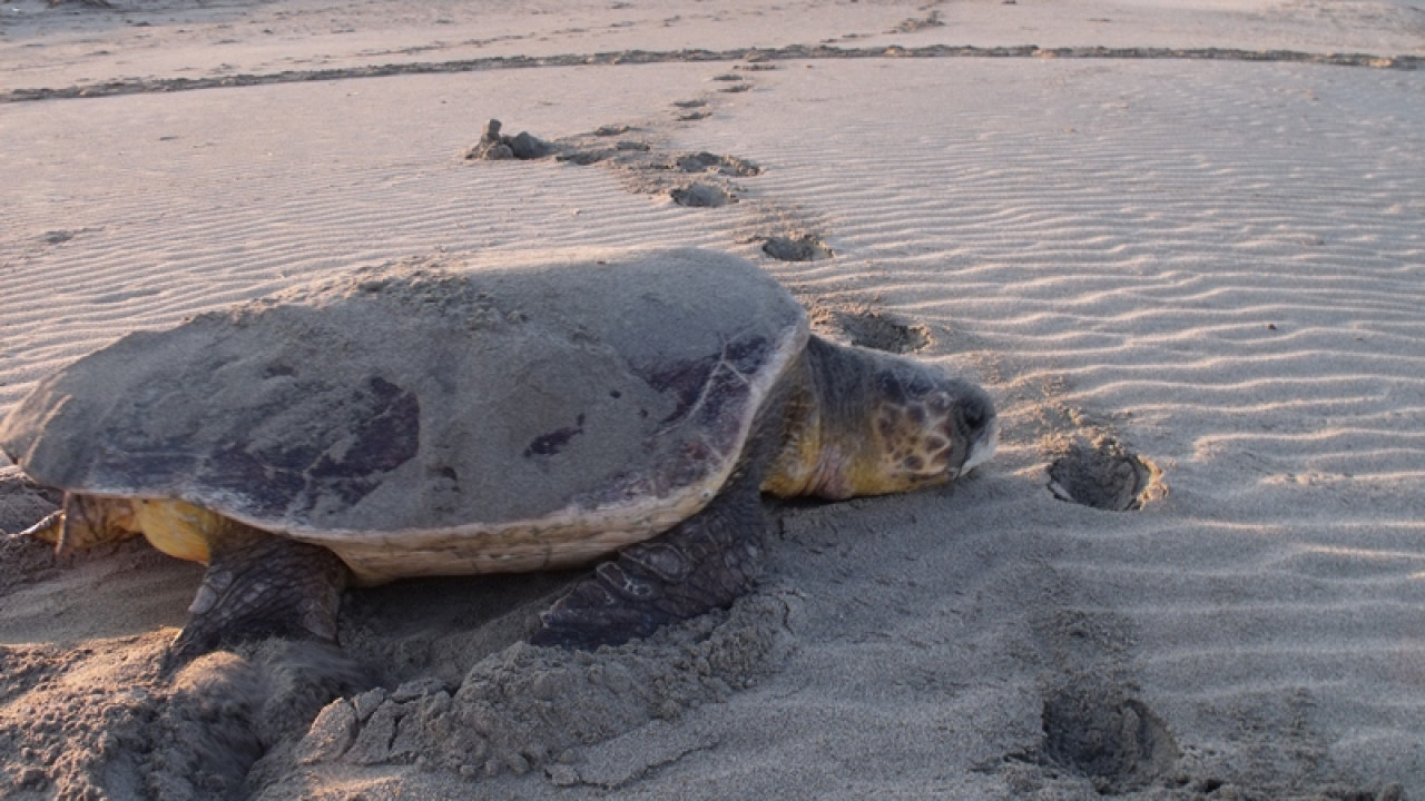 Χανιά: 500 χελωνάκια caretta-caretta έφτασαν στη θάλασσα το 2024, μετά τις εκσκαφές φωλιών