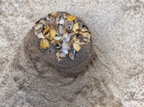 Χανιά: Εκατοντάδες χελωνάκια Caretta Caretta γεννήθηκαν φέτος στον Σταυρό