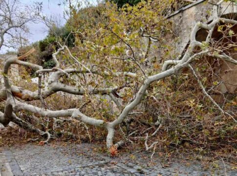 Έσπασε μεγάλο κλαδί από τον ιστορικό πλάτανο στο Κράσι – Άμεση η ανταπόκριση του Δήμου Χερσονήσου