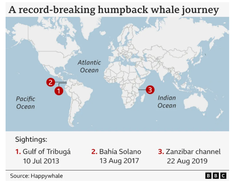 Φάλαινα ταξίδεψε 13.000 χιλιόμετρα και εξέπληξε τους επιστήμονες