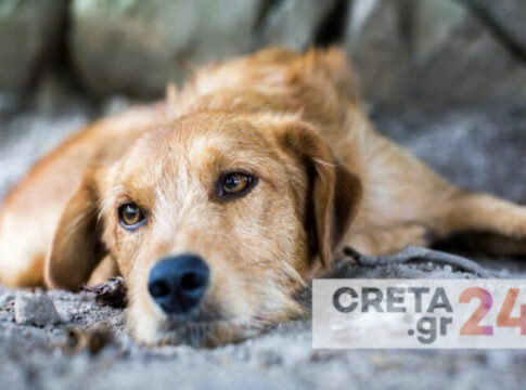 «Ημέρα Υιοθεσίας» στον Δήμο Πλατανιά