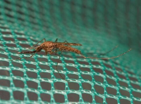 Καινοτόμα βιοεντομοκτόνα για την καταπολέμηση της ελονοσίας από το ΙΜΒΒ-ΙΤΕ 