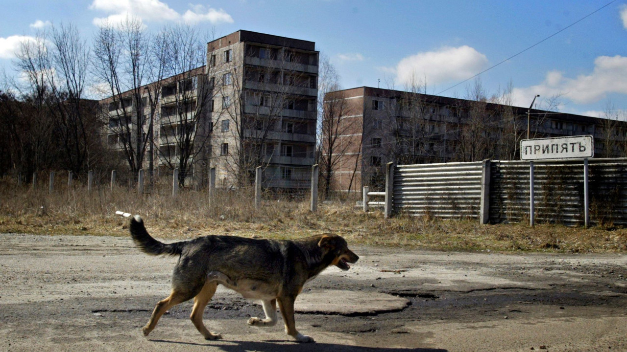 Μεταλλαγμένα από τη ραδιενέργεια τα σκυλιά στο Τσερνόμπιλ