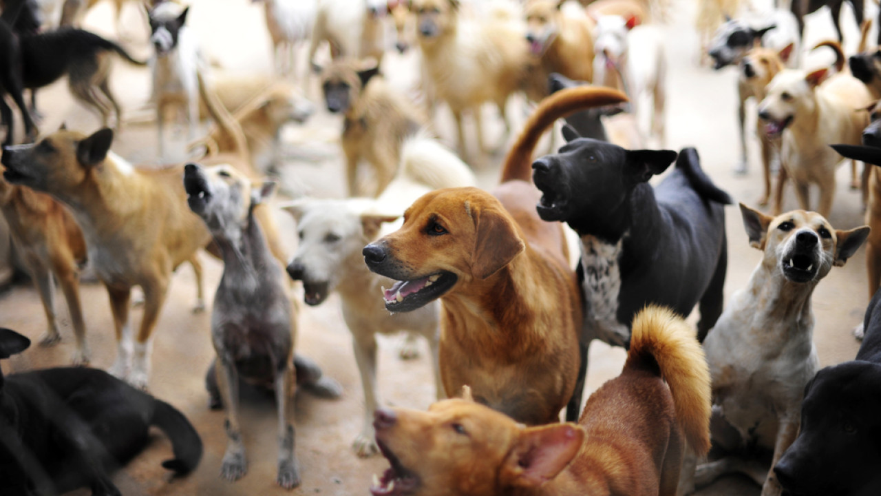 Μνημόνιο για την προστασία των ζώων συντροφιάς