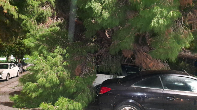 Νέα Σμύρνη: Δέντρο έπεσε σε αυτοκίνητα - Ζημιές στα οχήματα